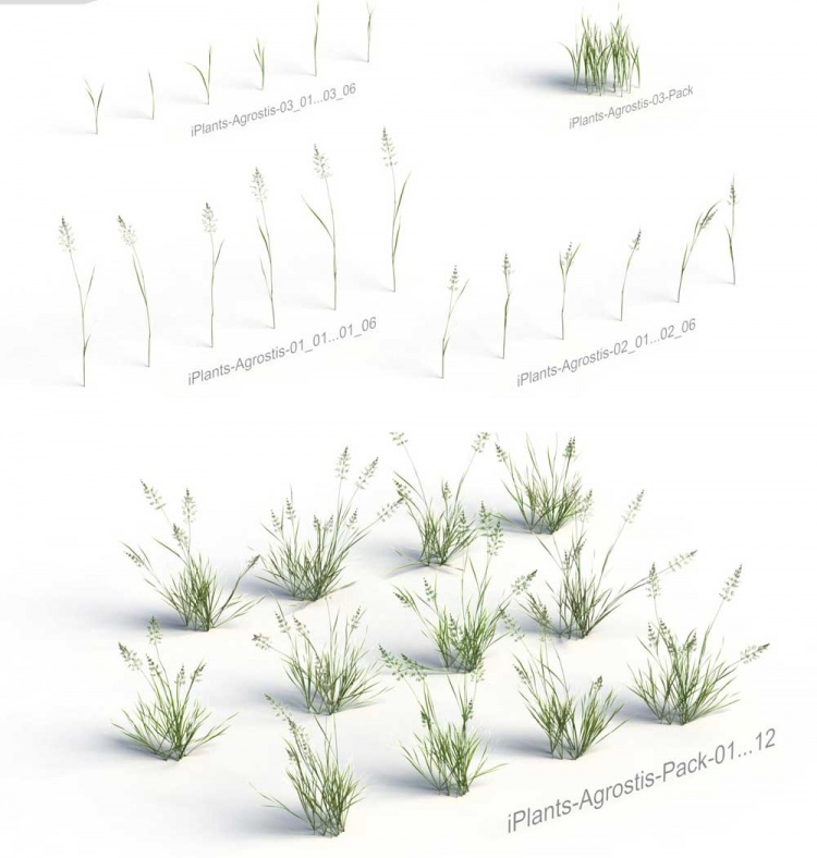 Thư viện Sketchup tổng hợp về các loại Cây cỏ chất lượng cao P10