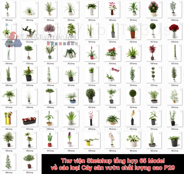  Thư viện Sketchup tổng hợp 65 Model về các loại Cây sân vườn chất lượng cao P29
