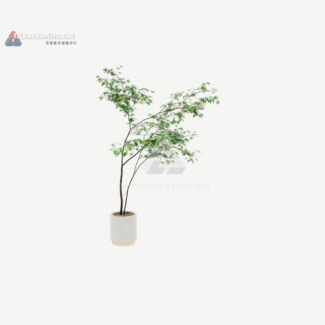 096 Mô Hình SketchUp Cây Cảnh Dáng Cao Lá Nhỏ