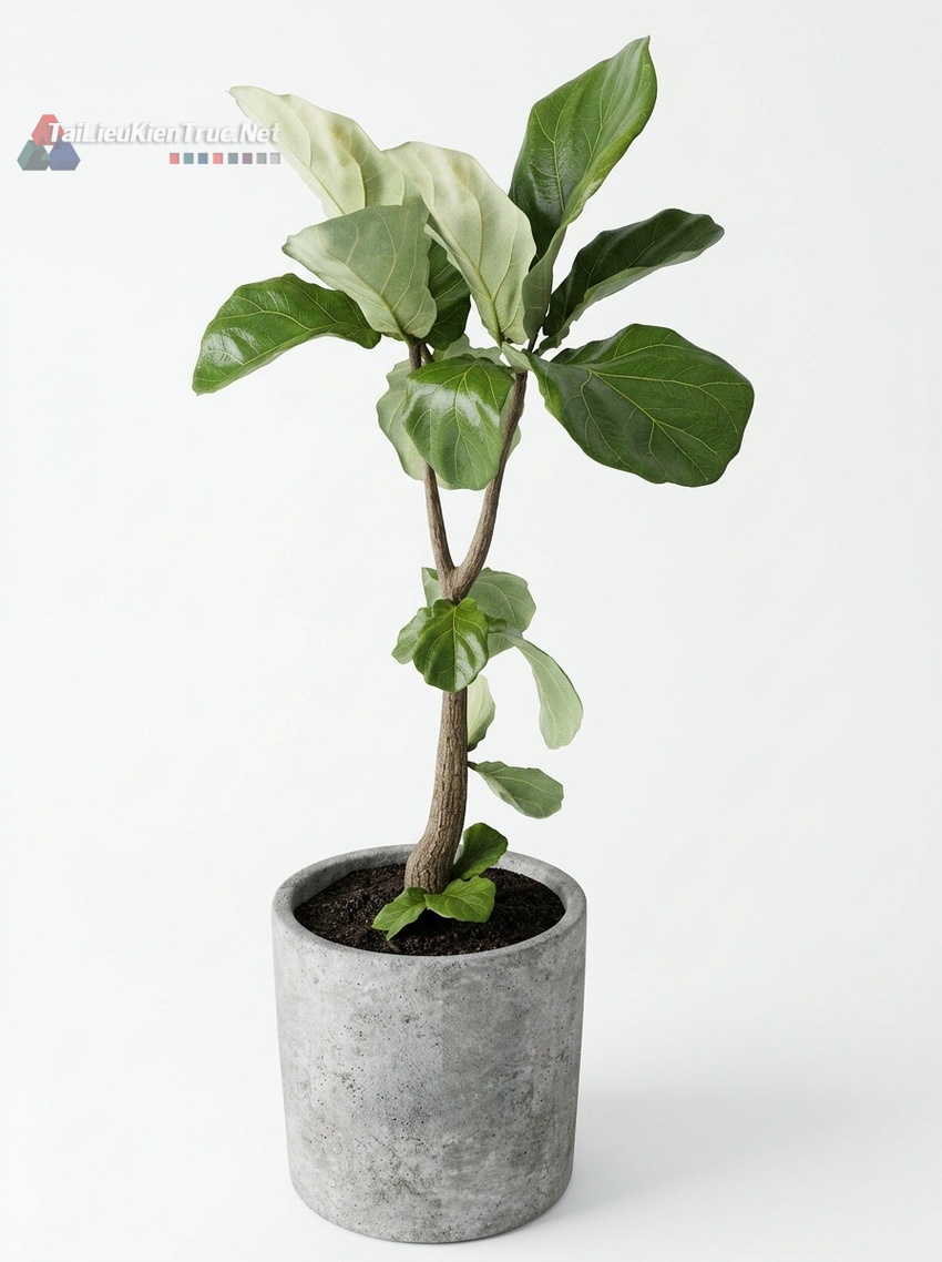 Thư viện Sketchup cây 068