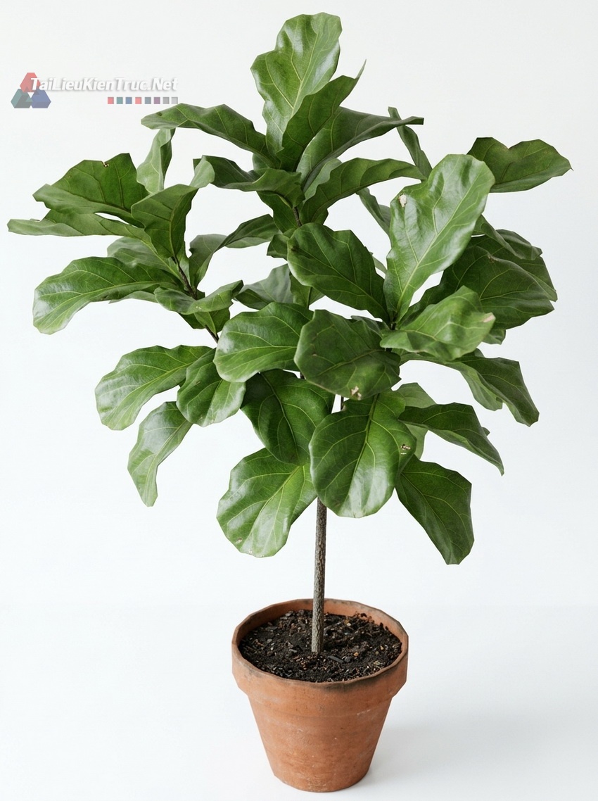 Thư viện Sketchup cây 069