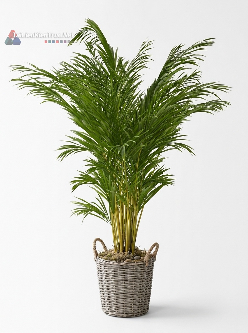 Thư viện Sketchup cây 042