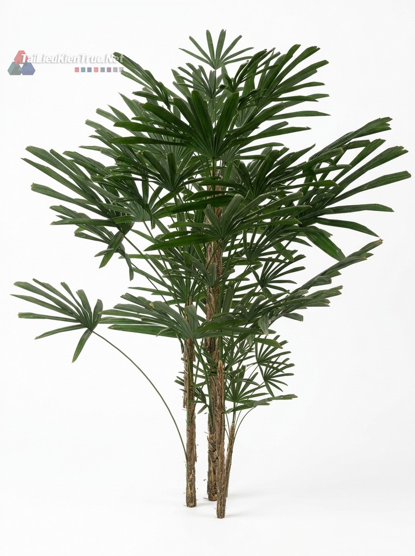 Thư viện Sketchup cây 051