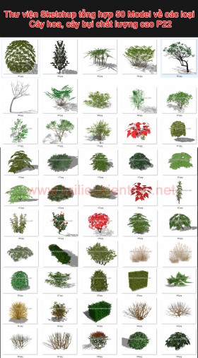 Thư viện Sketchup tổng hợp 50 Model về các loại Cây hoa, cây bụi chất lượng cao P22