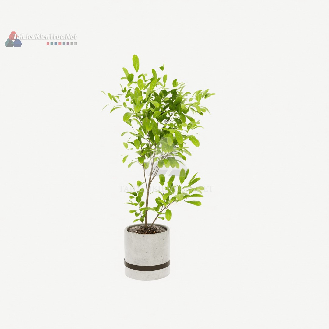 097 Mô Hình SketchUp Cây Cảnh Lá Nhỏ Hiện Đại