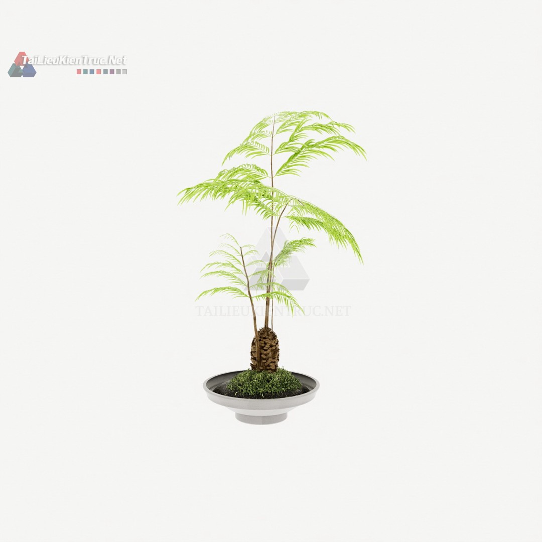 102 Mô Hình SketchUp Cây Dương Xỉ Thân Gỗ Miễn Phí