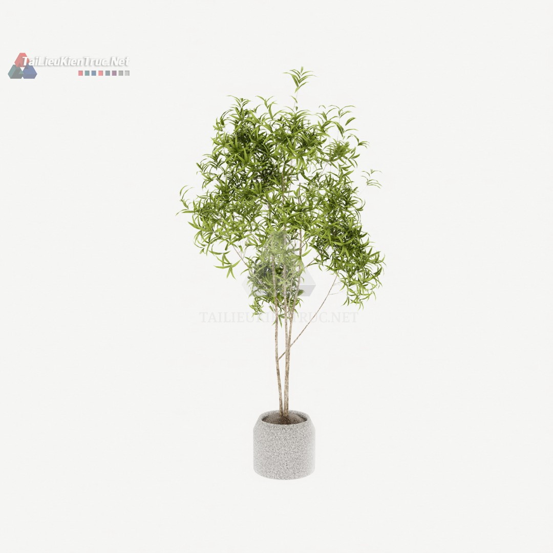 103 Mô Hình SketchUp Cây Cảnh Lá Mảnh Dáng Thanh – Nét Đẹp Tối Giản Cho Không Gian Hiện Đại