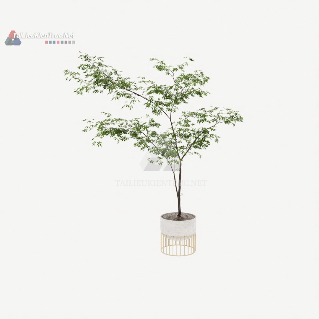 105 Mô Hình SketchUp Cây Cảnh Lá Xòe Dáng Thanh Miễn Phí
