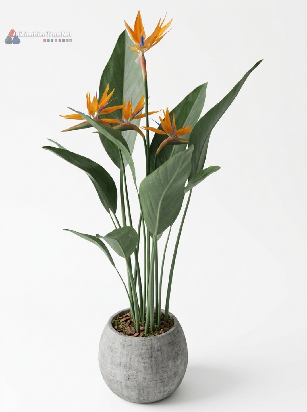 Thư viện Sketchup cây 045