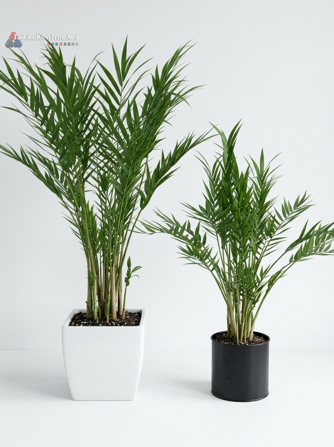 Thư viện Sketchup cây 041