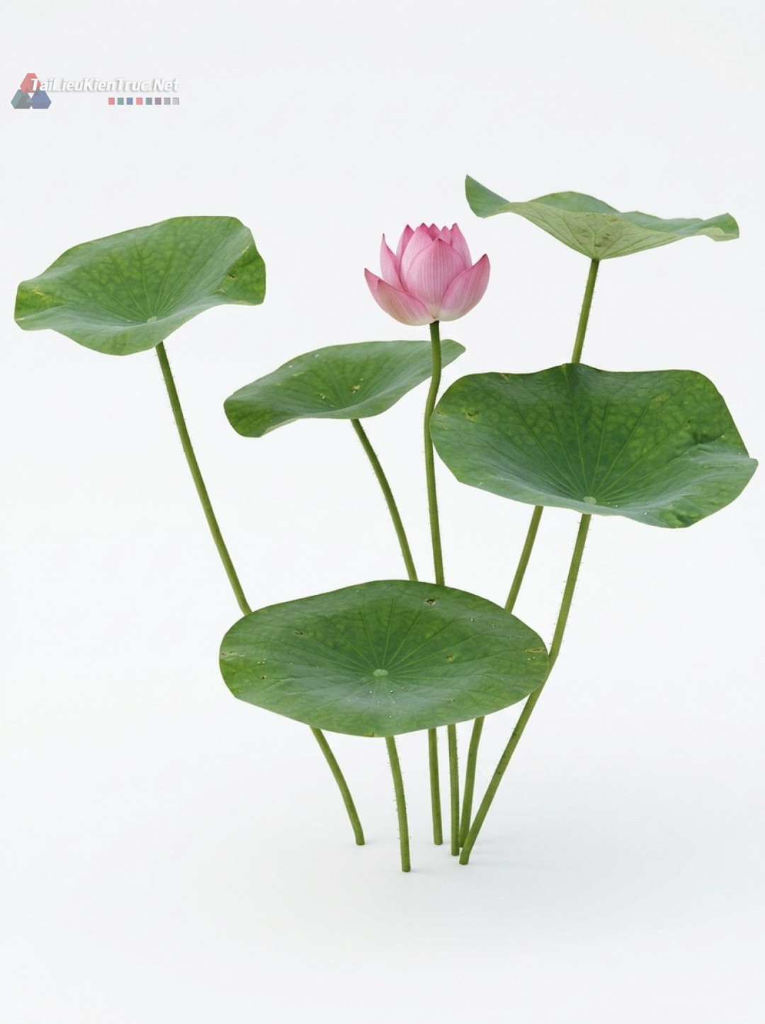 Thư viện Sketchup cây 063