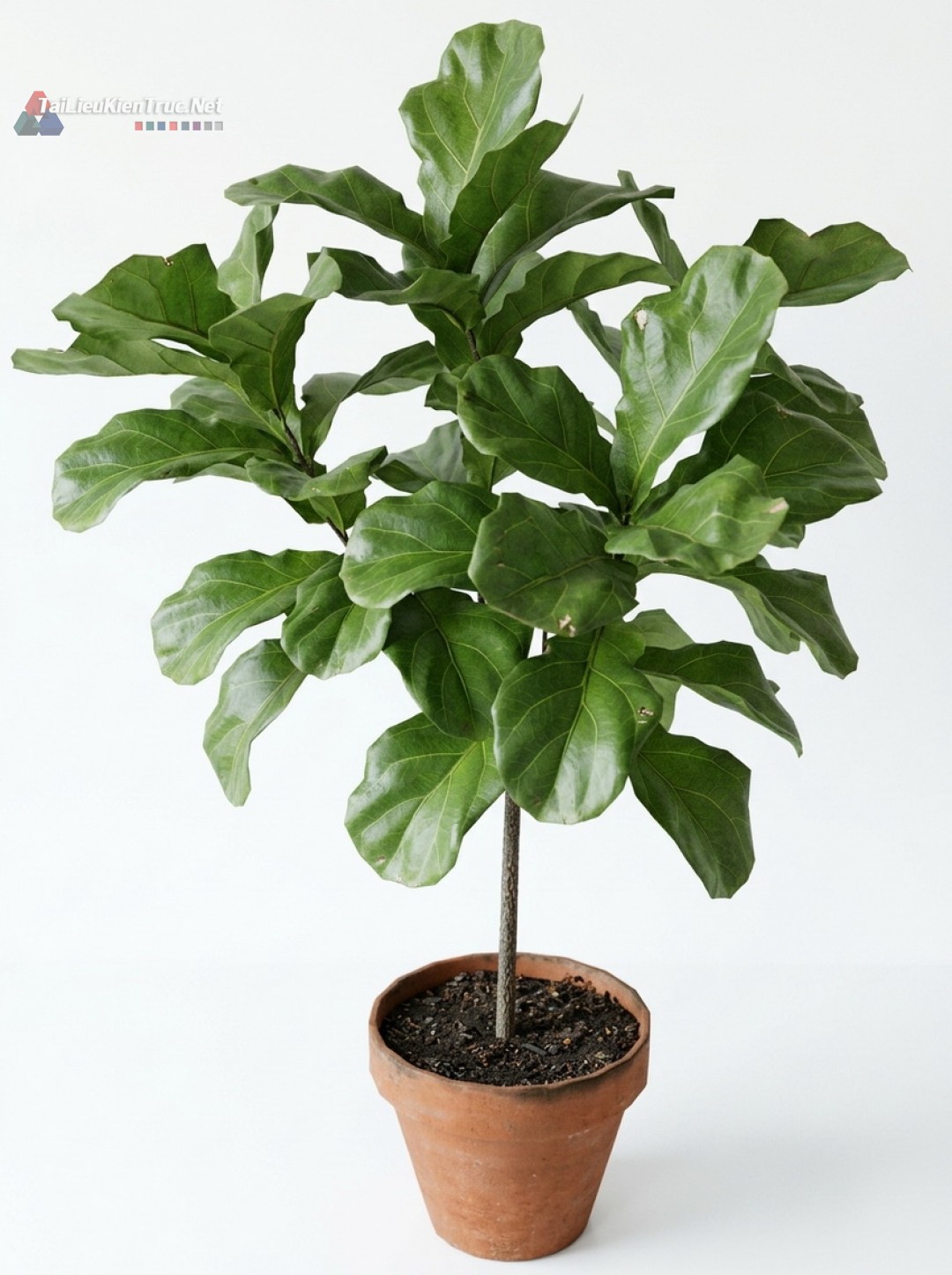 Thư viện Sketchup cây 069