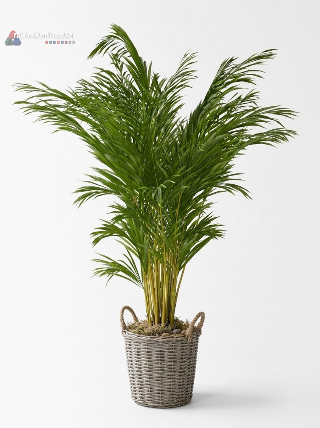 Thư viện Sketchup cây 042