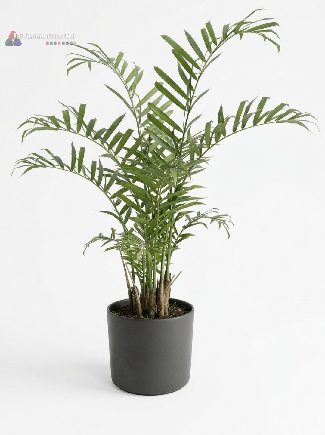 Thư viện Sketchup cây 048