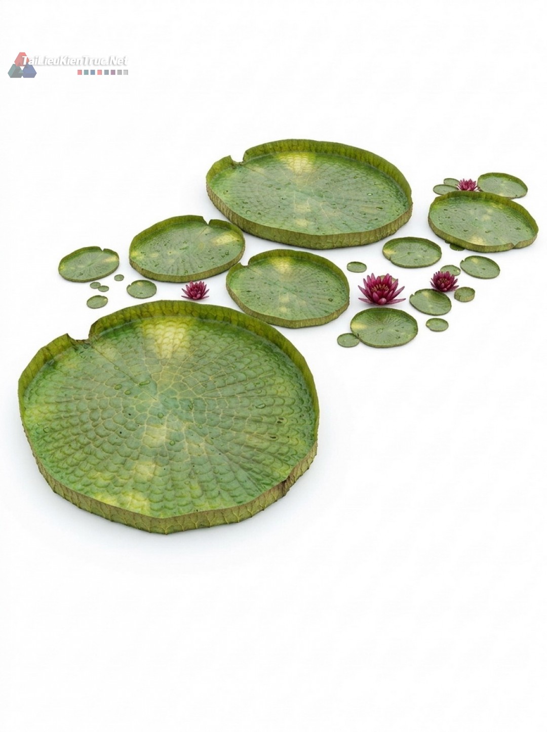 Thư viện Sketchup cây 050