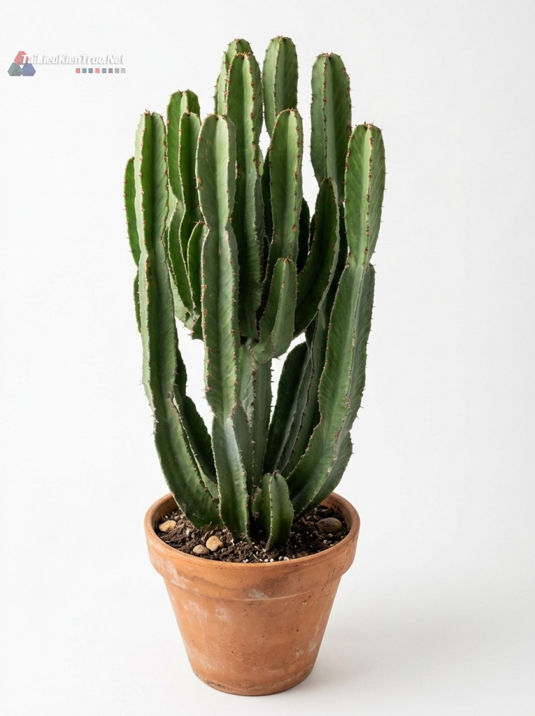 Thư viện Sketchup cây 066